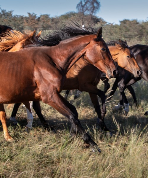 sandune-horses running